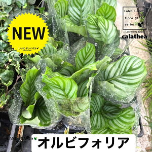 �J���e�A�i�I���r�t�H���A�j 4�� �|�b�g�c 1�� �J���e�A�I���r�t�H���A �S�V�L���o�l�o�V���E Jungle velvet Calathea orbifolia