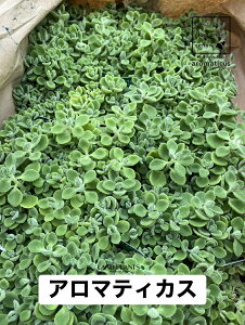 �y�P�[�X�̔��F24���z �A���}�e�B�J�X�i�Ηt�j 3�� �|�b�g�c 24�� Aromaticus cuba oregano