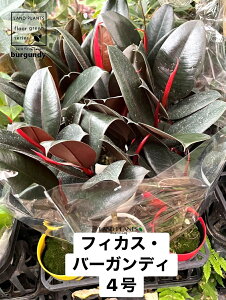 �y�P�[�X�̔��F15���z �t�B�J�X�i�o�[�K���f�B�F���S���j 4�� �v���X�`�b�N�c 15�� �N���S�� ���S�� �S���̖� �N���S���@�S���m�L �����j�[ burgundy