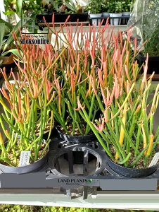 �y�P�[�X�̔��F11���z �~���N�u�b�V���i�X�e�B�b�N �I�� �t�@�C���[�j 3.5�� �v���X�`�b�N�c 11�� ���[�t�H���r�A ���[�z���r�A �X�e�B�b�N�I���t�@�C���[ �t�@�C���[�X�e�B�b�N Euphorbia Tiruca