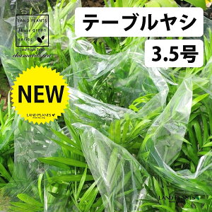 �e�[�u�����V�i���V�j 3.5�� �v���X�`�b�N�c 1�� �`�����h���A �G���K���X Chamaedorea elegans