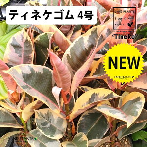 観葉植物 インドゴム」の人気商品一覧・価格比較 - 価格.com