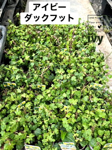 �y�P�[�X�̔��F24���z �A�C�r�[�i�_�b�N�t�b�g�j 3�� �|�b�g�c 24�� �A�q�� ���Ђ� �Ɗ� �_�b�N �t�b�g ���� �w�f�� �L�d�^ �ؒӑ� �� Hedera ivy