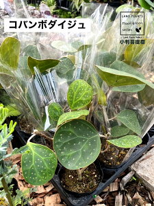 �y�P�[�X�̔��F15���z �R�o���{�_�C�W���F���������i�S�[���h�R�C���j 3�� �|�b�g�c 15�� �t�B�J�X �f���g�C�f�A ���� �{�_�C�W�� Ficus deltoidea