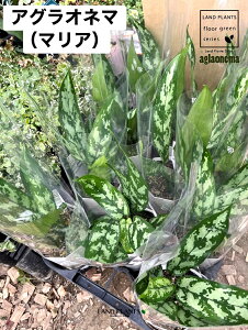 観葉植物 アグラオネマ 5号」の人気商品一覧 | 安い商品を通販サイト 