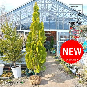 �R�m�e�K�V���i�G���K���e�B�b�V�}�F190cm�j ������ 1�� �q�o �R�j�t�@�[ �R�j�t�@ �q�m�L �j�t�� conifer Platycladus orientalis