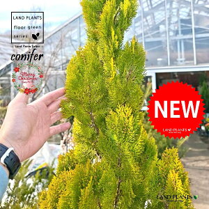 �R�m�e�K�V���i�G���K���e�B�b�V�}�F190cm�j ������ 1�� �q�o �R�j�t�@�[ �R�j�t�@ �q�m�L �j�t�� conifer Platycladus orientalis