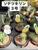 楽天市場】ソテツ 3号の通販