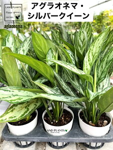 農業資材 ガーデニング アグラオネマ 観葉植物」の人気商品一覧 | 安い 
