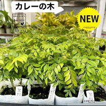 楽天市場】カレーリーフ 鉢の通販