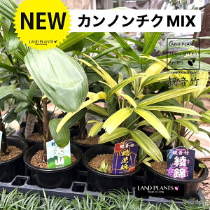�y�ÓT���|�A���z �J���m���`�N�i�ω��|�j 4�� �v���X�`�b�N�c 1�� �y�B���E�����сE���сE�q��z�y����сE����a�E�x�m�̐�E���P�сE���P�E�V�R�z ���| ���L�| �V�����| Rhapis excelsa
