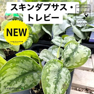 �X�L���_�v�T�X�i�g���r?�j 3.5�� �v���X�`�b�N�� 1�� �X�L���_�v�T�X�g���r�[ Scindapsus pictus'Trebie'