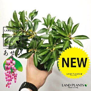 �A�Z�r�i�n���؁j 3.5�� �|�b�g�c 1�� �A�V�r �A�Z�{ �L�ŐA����΍L�t�� ��� ������ �c �c�� Japanese andromeda Pieris japonica subsp. japonica