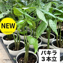 楽天市場】パキラ 苗（花・観葉植物｜花・ガーデン・DIY）の通販