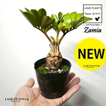 楽天市場】メキシコソテツ ザミア（花・観葉植物｜花・ガーデン・DIY 