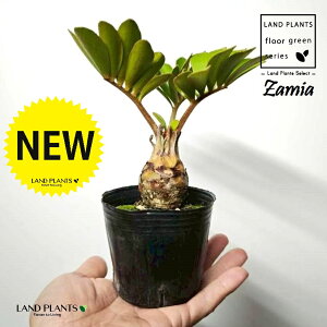 観葉植物 ザミア」の人気商品一覧・価格比較 - 価格.com