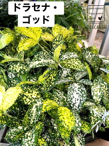 �y�P�[�X�̔��F20���z �h���Z�i�i�S�b�h�j 3.5�� �|�b�g�c 20�� �S�b�h �S�b�g �z�V�Z���l���{�N �X���N���T �h���Z�i�S�b�h �Z�t�B�A�i Dracaena surculosa Gold dust Dracaena