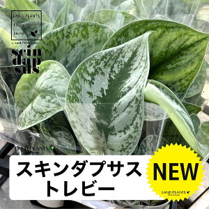 �X�L���_�v�T�X�i�g���r?�j 3.5�� �v���X�`�b�N�� 1�� �X�L���_�v�T�X�g���r�[ Scindapsus pictus'Trebie'