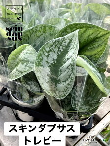 �X�L���_�v�T�X�i�g���r?�j 3.5�� �v���X�`�b�N�� 1�� �X�L���_�v�T�X�g���r�[ Scindapsus pictus'Trebie'
