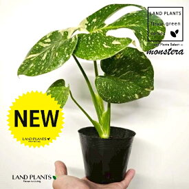 モンステラ（斑入り：バリエガータ） 3.5号 ポット苗 1鉢 苗 苗木 Monstera