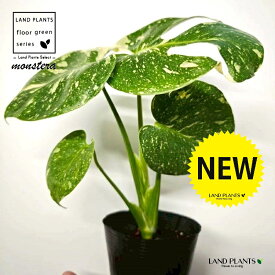 モンステラ（斑入り：バリエガータ） 3.5号 ポット苗 1鉢 苗 苗木 Monstera