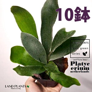 観葉植物 ビカクシダ ネザーランド」の人気商品一覧・価格比較 - 価格.com