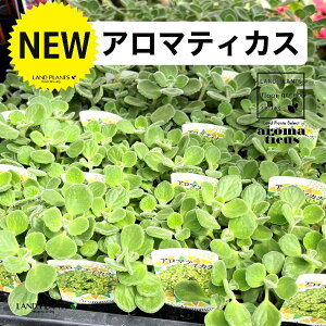�A���}�e�B�J�X�i�Ηt�j 3.5�� �|�b�g�c 1�� Aromaticus cuba oregano