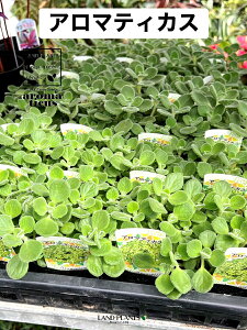 �y�P�[�X�̔��F15���z �A���}�e�B�J�X�i�Ηt�j 3.5�� �|�b�g�c 15�� Aromaticus cuba oregano