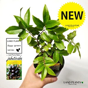 �W���{�`�J�o 3.5�� �|�b�g�c 1�� �u���W���A���O���[�v�c���[ �W���u�`�J�o �W���{�`�J �O�A�y���[ �q�o�v���[ �E�o�v���[ �T�o�� Plinia cauliflora (Mart.) Kausel Jabuticaba