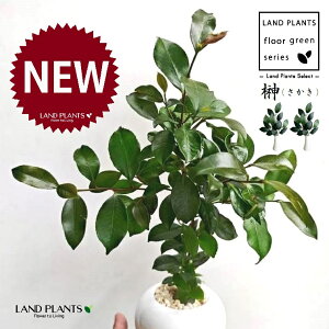 観葉植物 榊」の人気商品一覧・価格比較 - 価格.com