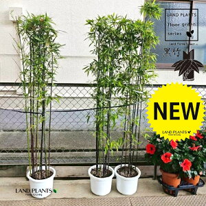 �N���`�N�i���|�FH180cm�j 8�� �v���X�`�b�N�c 1�� �� �T�T �| �^�P ���� �N���| ����| �����| �c �c�� �� ���A�� black bamboo