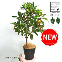 楽天市場】樒 鉢植えの通販
