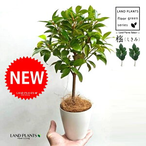 観葉植物 シキミ」の人気商品一覧・価格比較 - 価格.com
