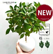 楽天市場】樒 鉢植えの通販