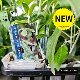 サルビア（ディスコロール：ディスカラー） 3.5寸 ポット苗 1鉢 ディスカラーセージ Salvia discolor