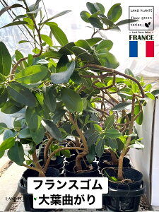 �y�P�[�X�̔��F12���z �t�����X�S���i�Ȃ���j 3.5�� �|�b�g�c 12�� �S�� �S���̖� �t�B�J�X ���r�L�m�[�T ���r�M�m�[�T Ficus rubiginosa