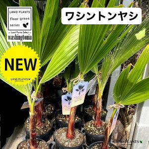 観葉植物 ワシントンヤシ」の人気商品一覧・価格比較 - 価格.com
