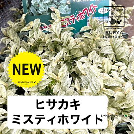 ヒサカキ（ミスティホワイト：砂子斑） 3.5号 ポット苗 1鉢 ツバキ ヒサカキ ミスティーホワイトEurya japonica ’MistyWhite’