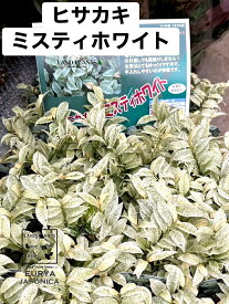 【ケース販売：20入】 ヒサカキ（ミスティホワイト：砂子斑） 3.5号 ポット苗 20鉢 ツバキ ヒサカキ ミスティーホワイトEurya japonica ’MistyWhite’