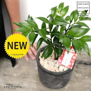 т̖؁i:iMj F X|bg V_[^ 픫iVRӐ΁j iM̖  FOR _ A  f eRb^  black ubN  ی`  ĕJ[h  