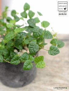 v~iΗtj F X|bg V_[^ 픫iVRӐ΁j tBJXv~ OhJo[ ΃v~ 鐫A A  f eRb^  ubN D O[  ĕ