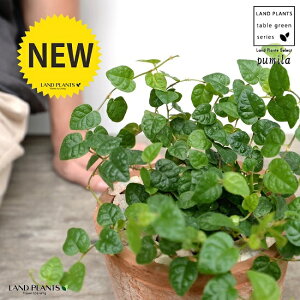 v~iΗtj F X|bg V_[^ 픫iVRӐ΁j tBJXv~ OhJo[ ΃v~ 鐫A A  f eRb^  uE  ی`  ĕJ