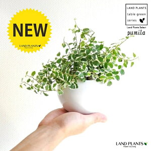 v~ij F ی` 픫iF΁j tBJXv~ OhJo[ ΃v~ 鐫A A  f eRb^  zCg  ی`  ĕJ[h