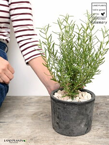 [Y}[ F X|bg V_[^ 픫yVRӐ΁Eĕz n[u n[  Hp Ϗܗp A  f eRb^  ubN  ی` ϗtA A 