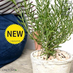 [Y}[ F X|bg V_[^ 픫yVRӐ΁Eĕz n[u  A  f eRb^  zCg  ی`  ĕJ[h