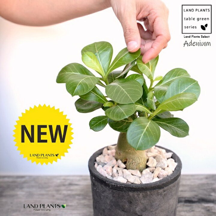 楽天市場 アデニウム 砂漠のバラ 黒色 モスポット シリンダー型 陶器鉢 天然砕石 砂漠のバラ 多肉植物 サボテン 鉢植え 鉢 素焼 テラコッタ 黒 ブラック 丸 丸形 観葉植物 植物 送料無料 育て方カード Land Plants 楽天市場店