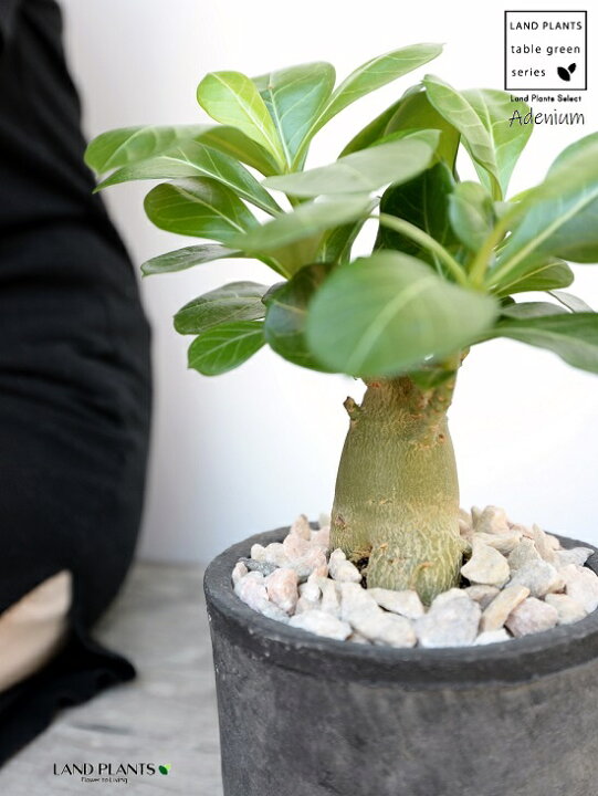 商店 アデニウム イエローローズ Arizonavmlc Org