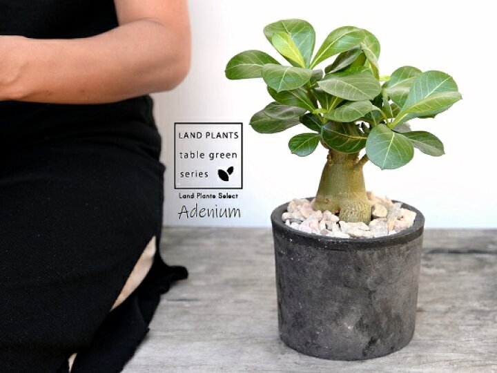 商店 アデニウム イエローローズ Arizonavmlc Org