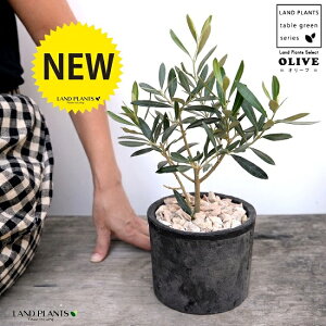 観葉植物 オリーブの木 テラコッタ Diy 工具の人気商品 通販 価格比較 価格 Com