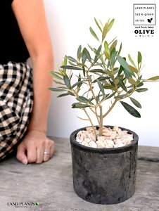 観葉植物 オリーブの木 テラコッタ Diy 工具の人気商品 通販 価格比較 価格 Com